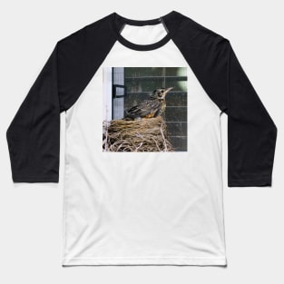 Young American Robin Leaving The Nest Baseball T-Shirt